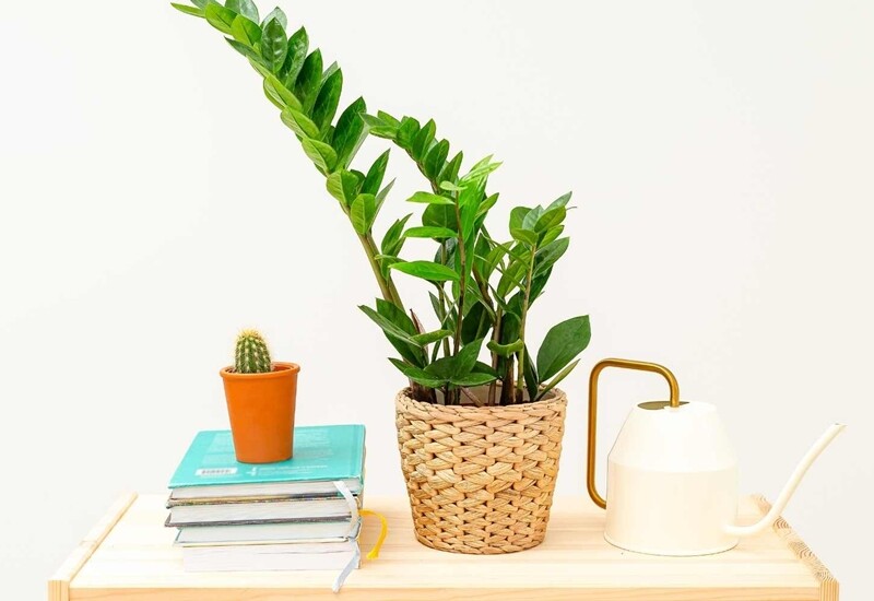 Danh sách và mô tả 15 loại cây cảnh