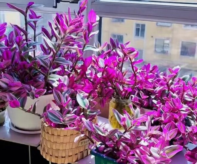 Vẻ đẹp của cây thài lài tía