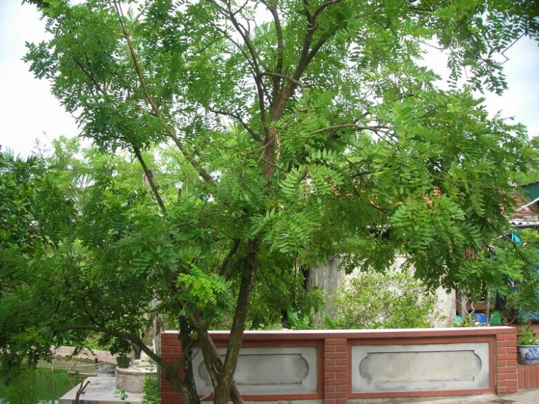 Đặc Điểm Của Cây Hòe