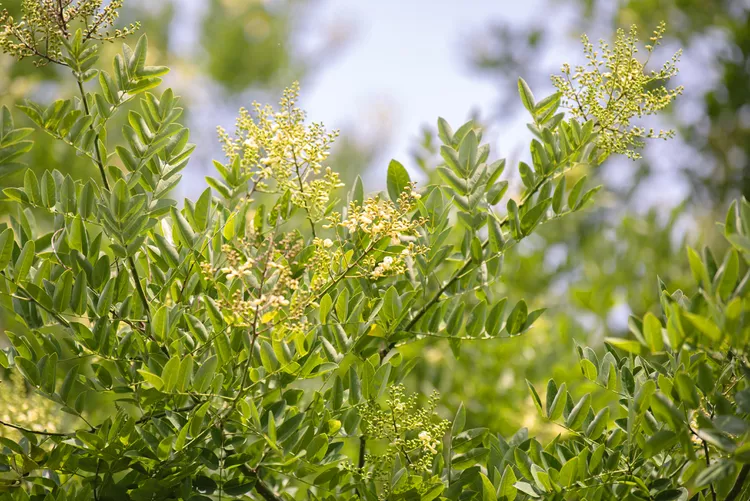 Giá Trị Kinh Tế