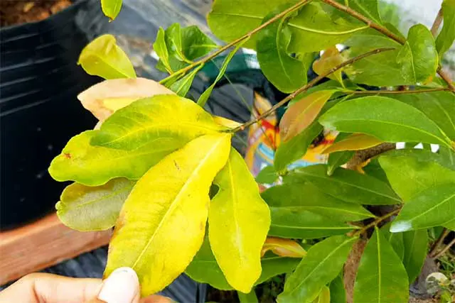 Lợi ích của việc chăm sóc cây trồng đúng cách