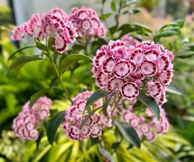 Đặc điểm nổi bật của Bergamot