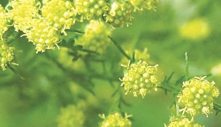 Lợi ích sức khỏe
