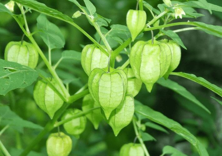 Đặc điểm của rau tầm bóp