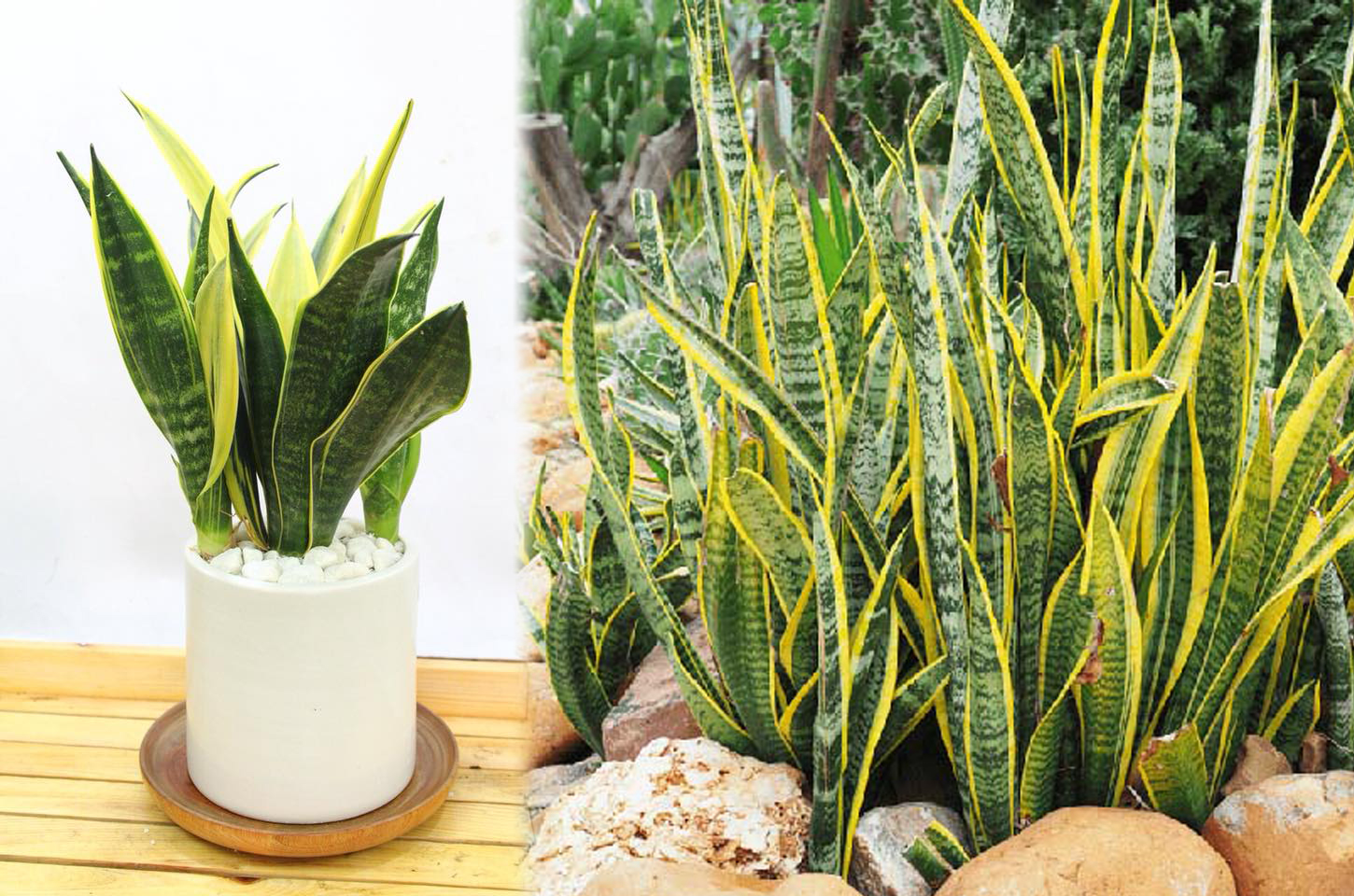 Lợi ích khi đặt cây lưỡi hổ trong nhà