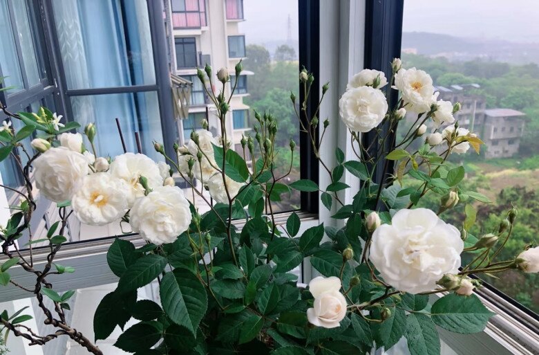 Giới thiệu về hoa hồng Marie Pavie