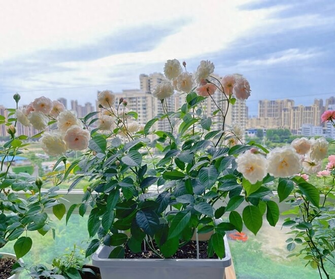 Khả năng thích ứng và chăm sóc dễ dàng