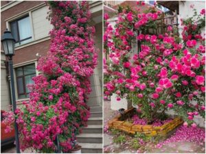 Kinh Nghiệm Chăm Sóc Hoa Hồng Leo