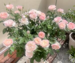 Điểm khác biệt so với giống hoa khác