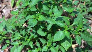 Công dụng tuyệt vời của rau tầm bóp