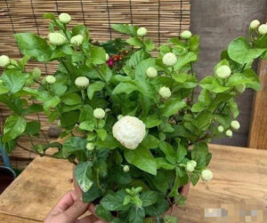 Hoa và hương thơm của Bergamot