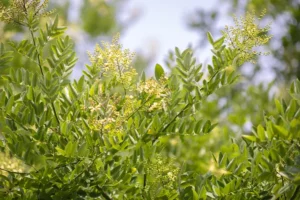 Giá Trị Kinh Tế