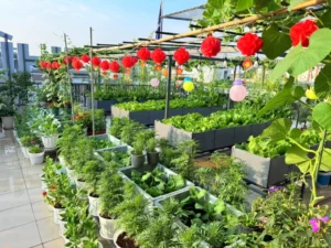 Kỹ Thuật Trồng Cây Khoa Học
