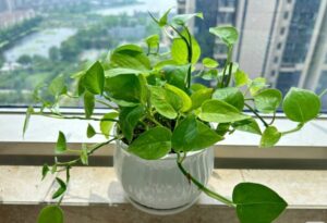 Bí Quyết Kích Hoạt "Công Tắc Sinh Trưởng"