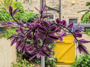 Dễ chăm sóc và nhân giống