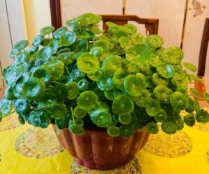 Các phương pháp trồng cỏ đồng tiền