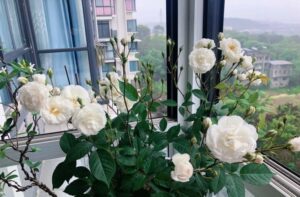 Giới thiệu về hoa hồng Marie Pavie